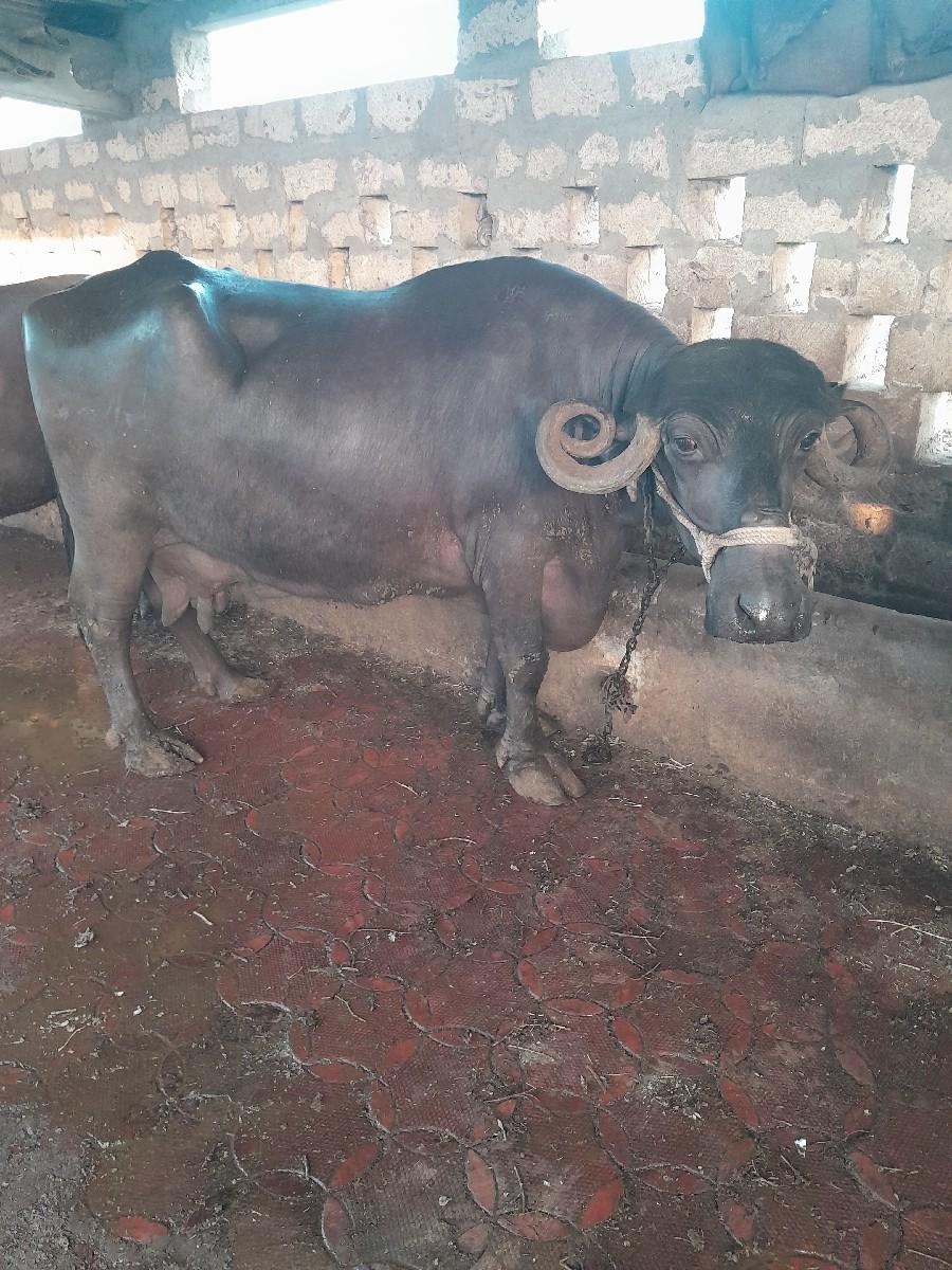 ભેસ વેસવાની છે પારેટ