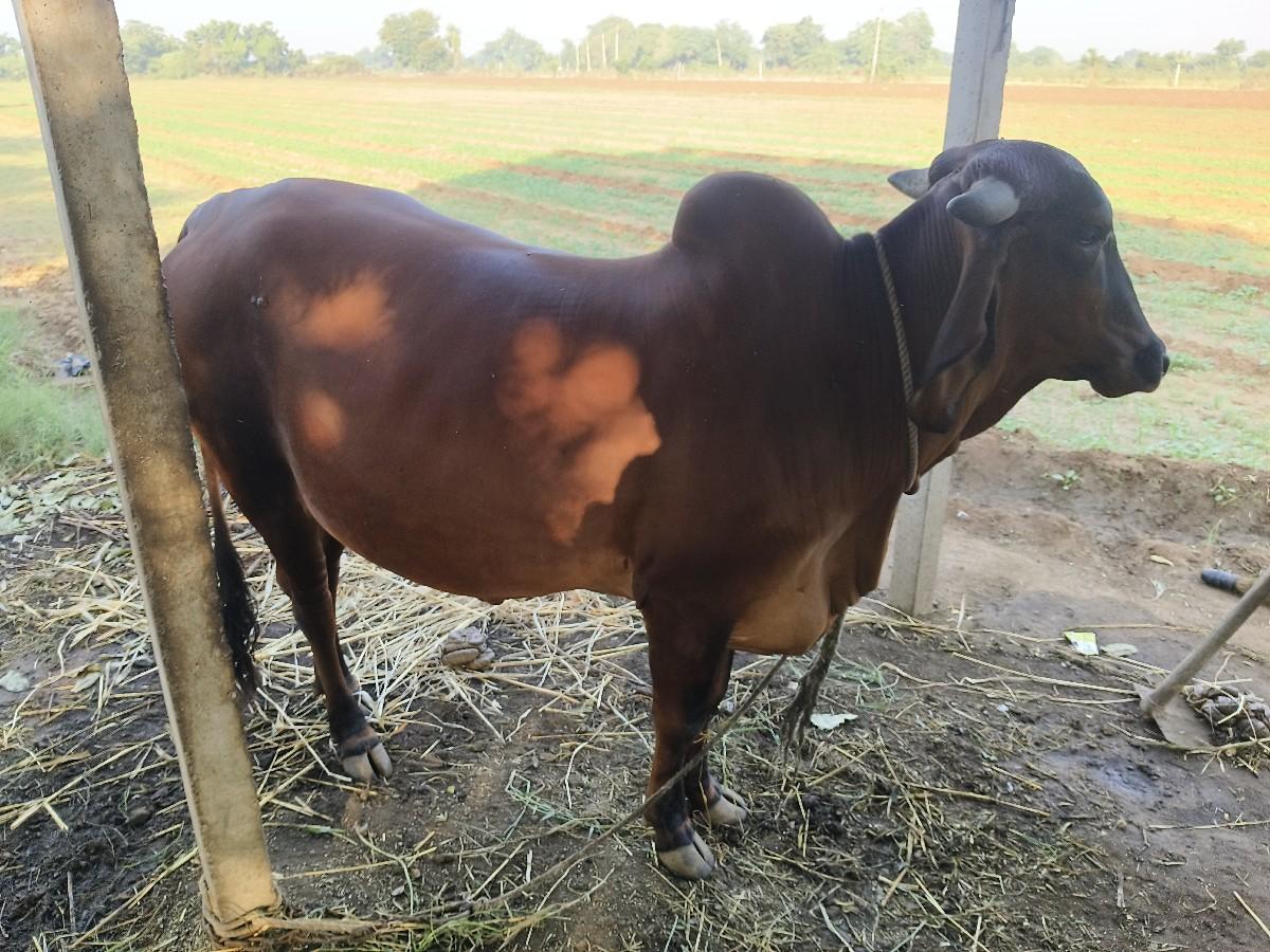 થંબનેલ 2