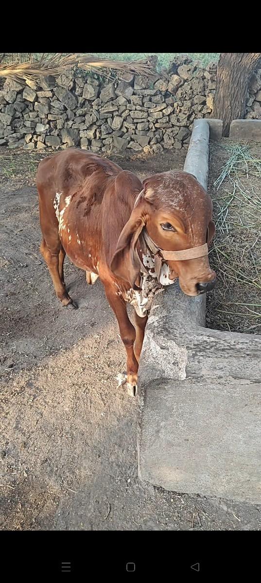 थंबनेल 2