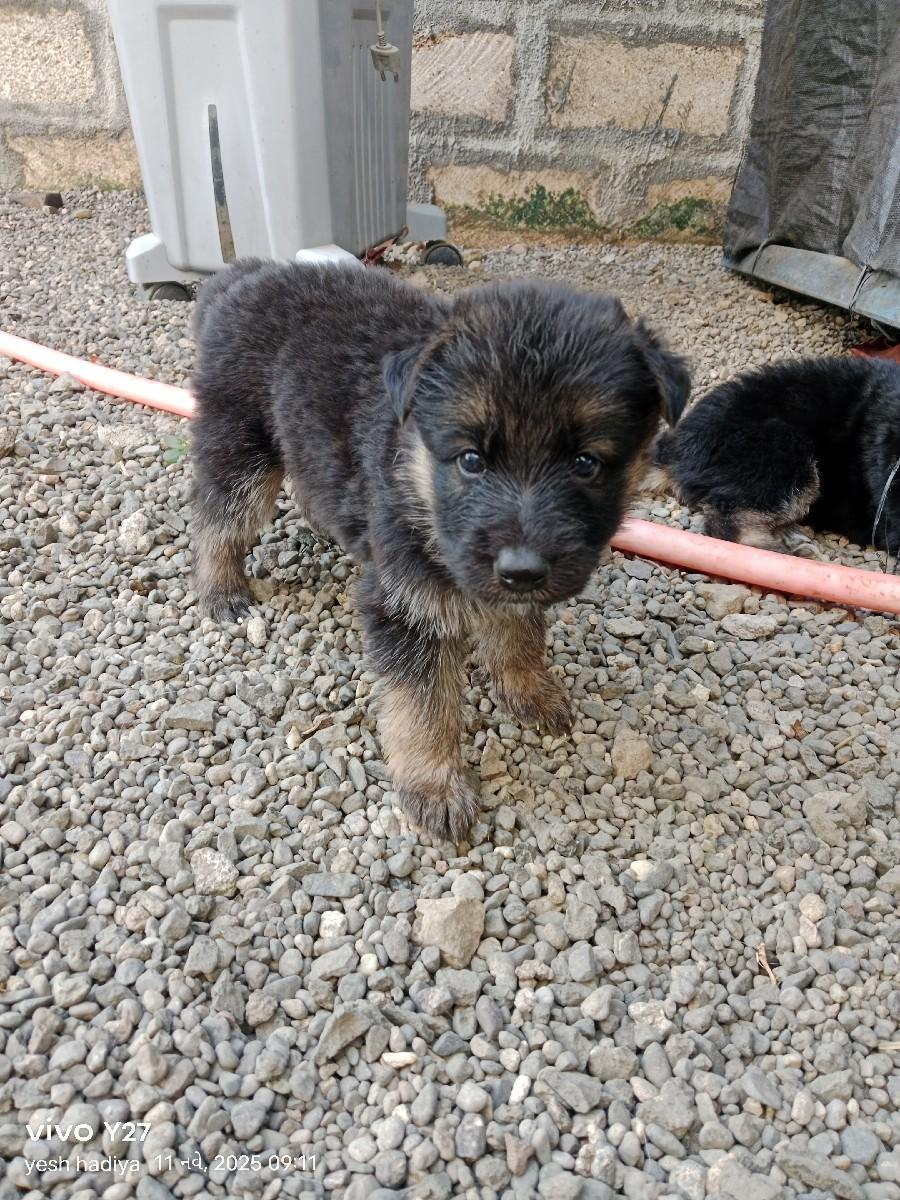 થંબનેલ 2