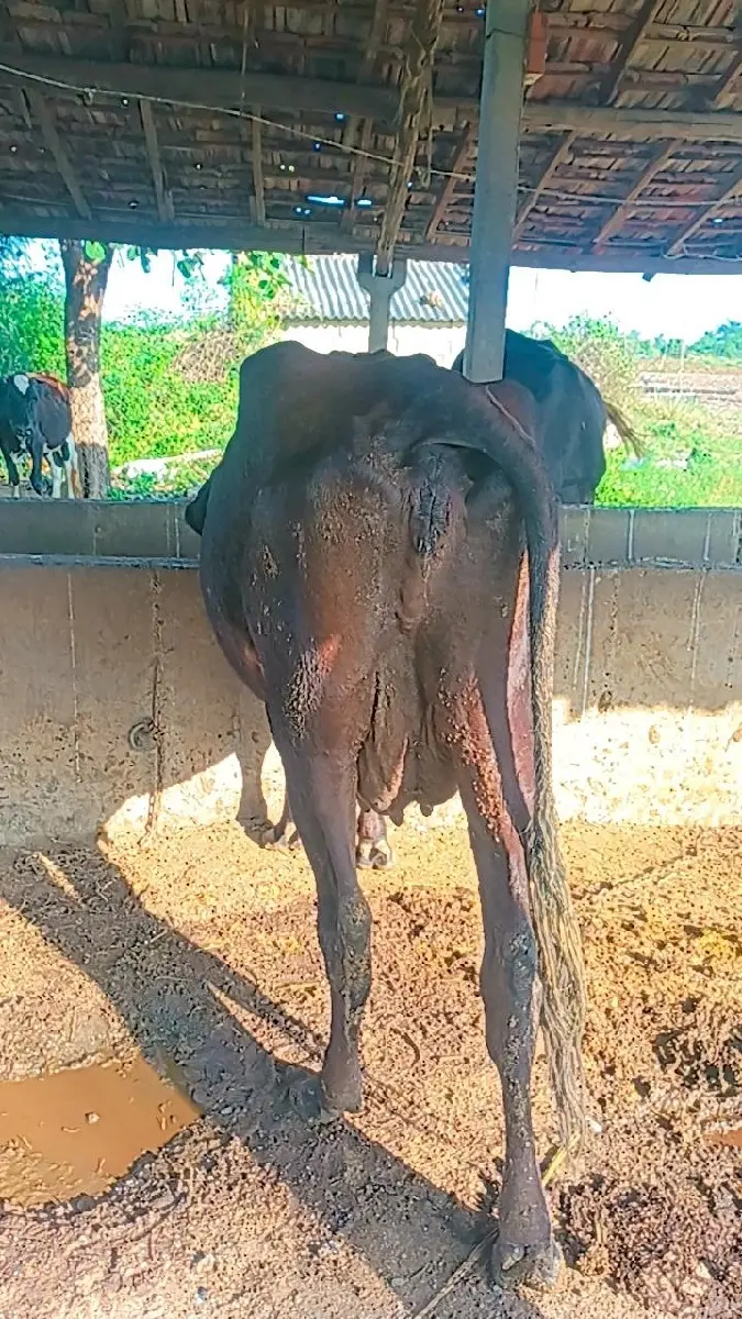 જર્સી ક્રોસ ગાય વેચવાની છે