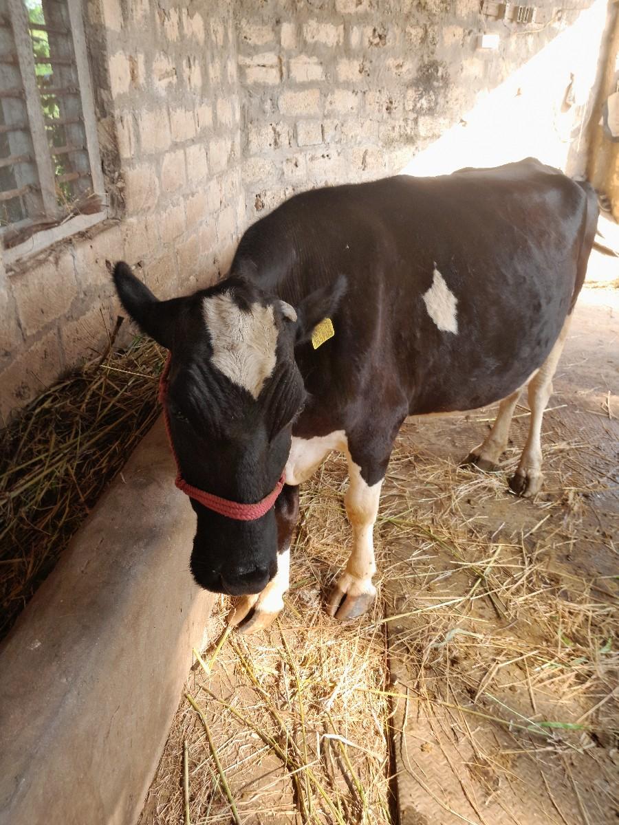 થંબનેલ 2