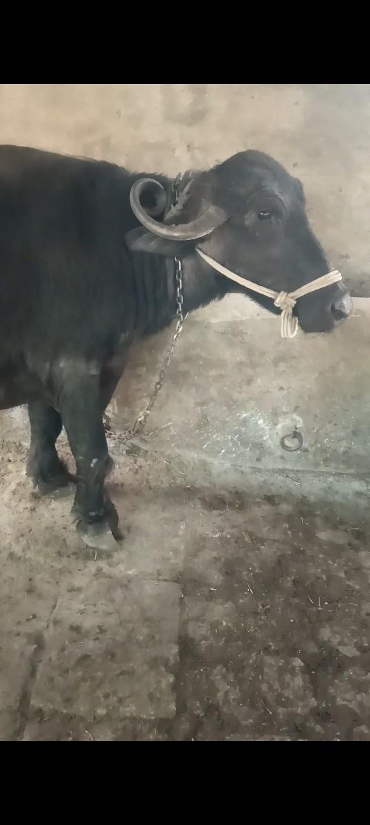 તાજી વ્યાણેલ...