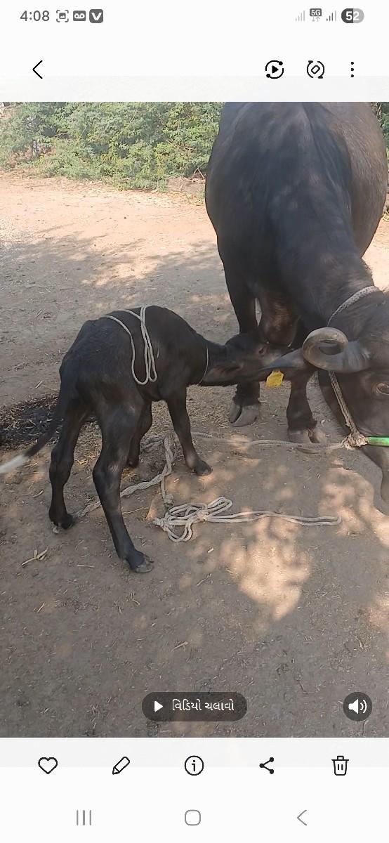 પેલુવેતરદનદીવસનીવીણાલેલનીસેપાડી