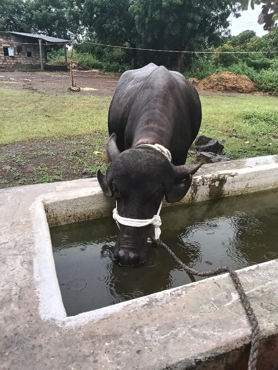 થંબનેલ 2