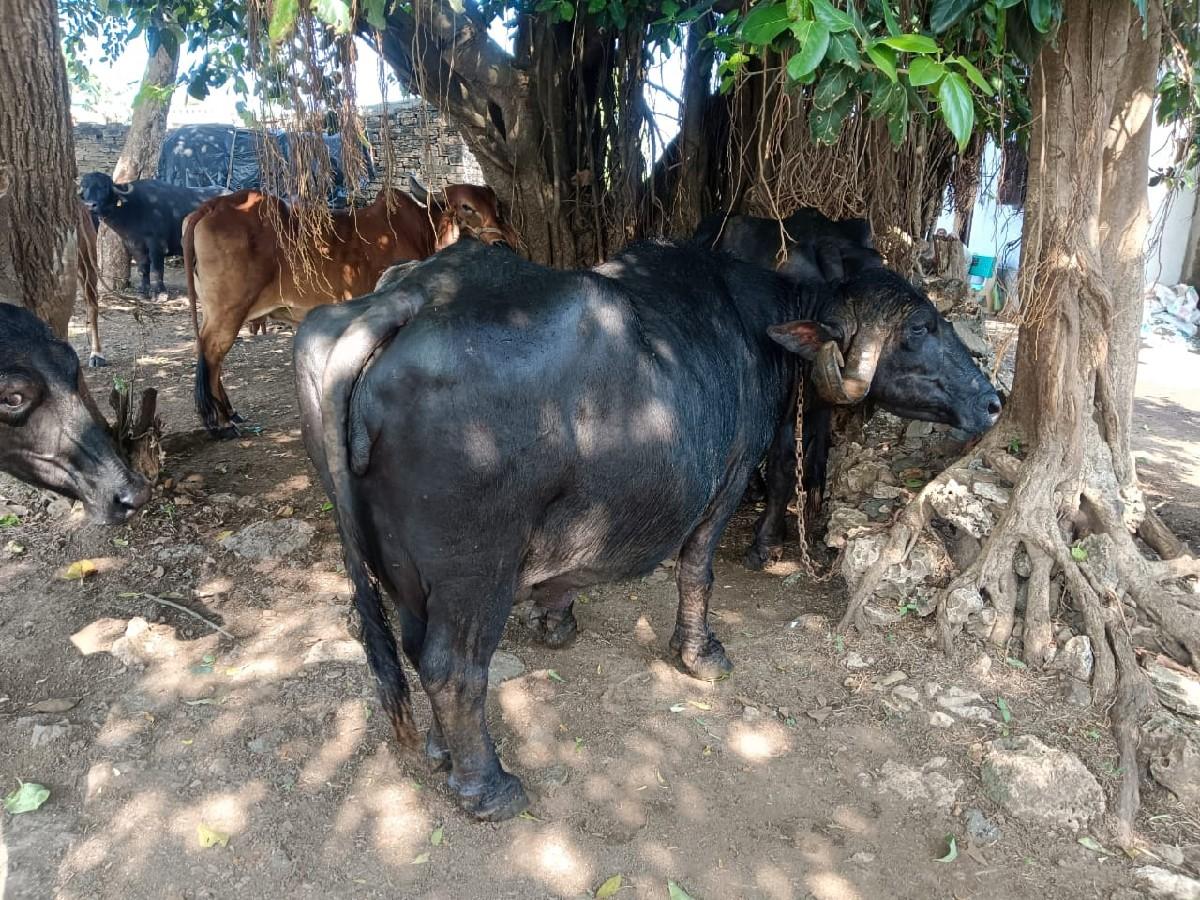 થંબનેલ 2