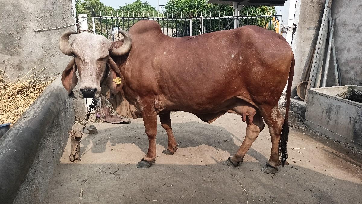 થંબનેલ 2