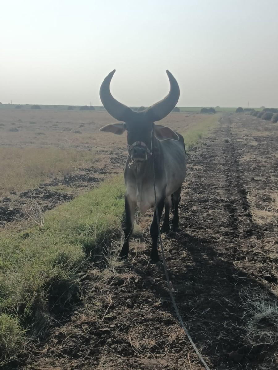 थंबनेल 2