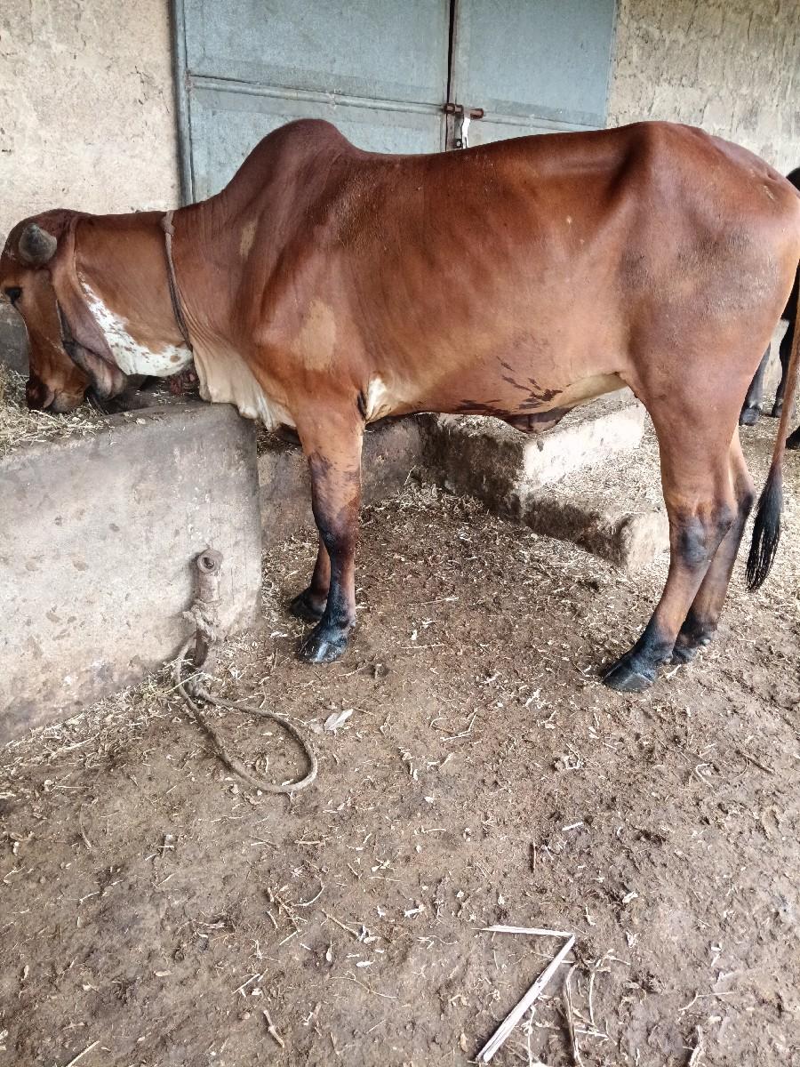 થંબનેલ 3