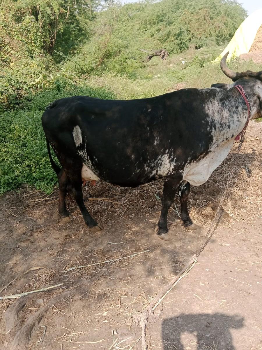 થંબનેલ 2