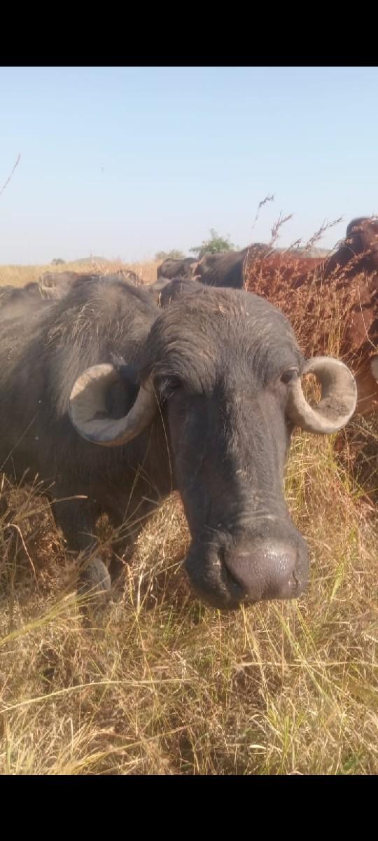 2 biju vetar vyani se