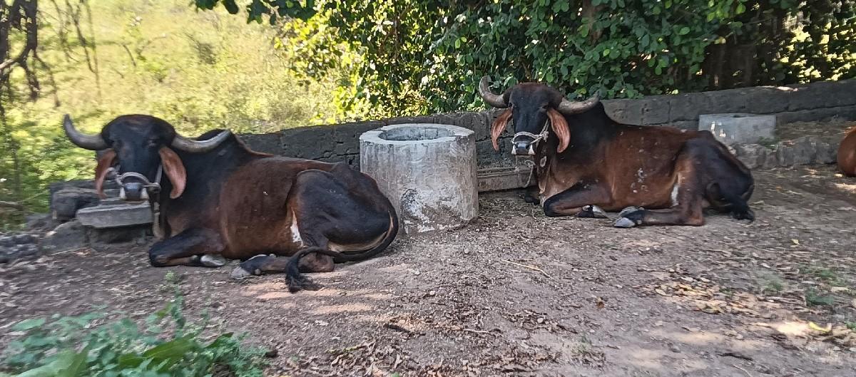 બળદ વેચવાના છે