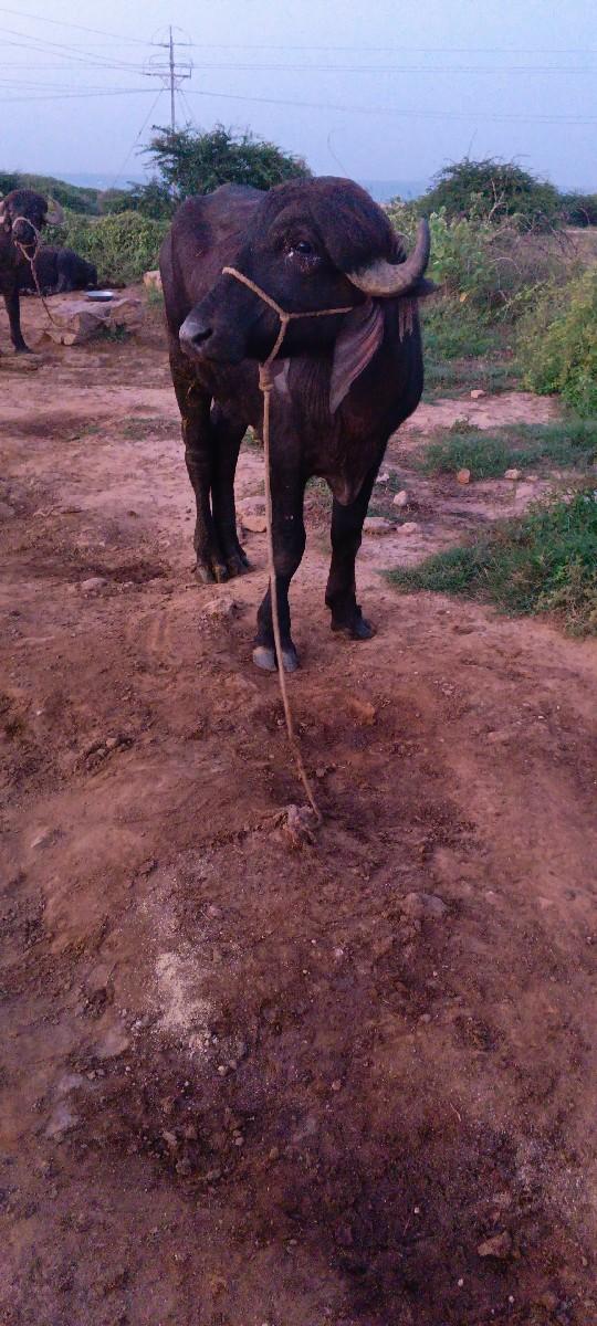 પાડો વેચવા ની છે....