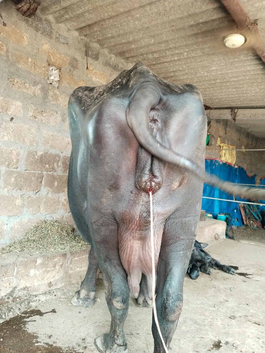 થંબનેલ 3