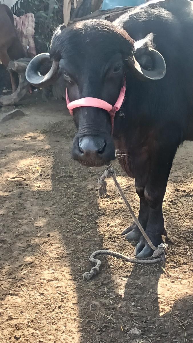 થંબનેલ 3