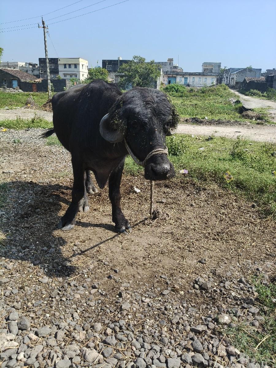 થંબનેલ 2