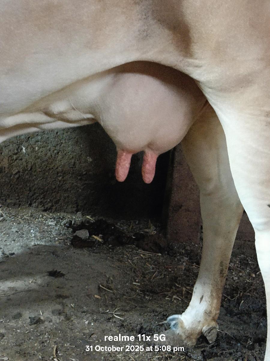 ગાય વેચવાની છે