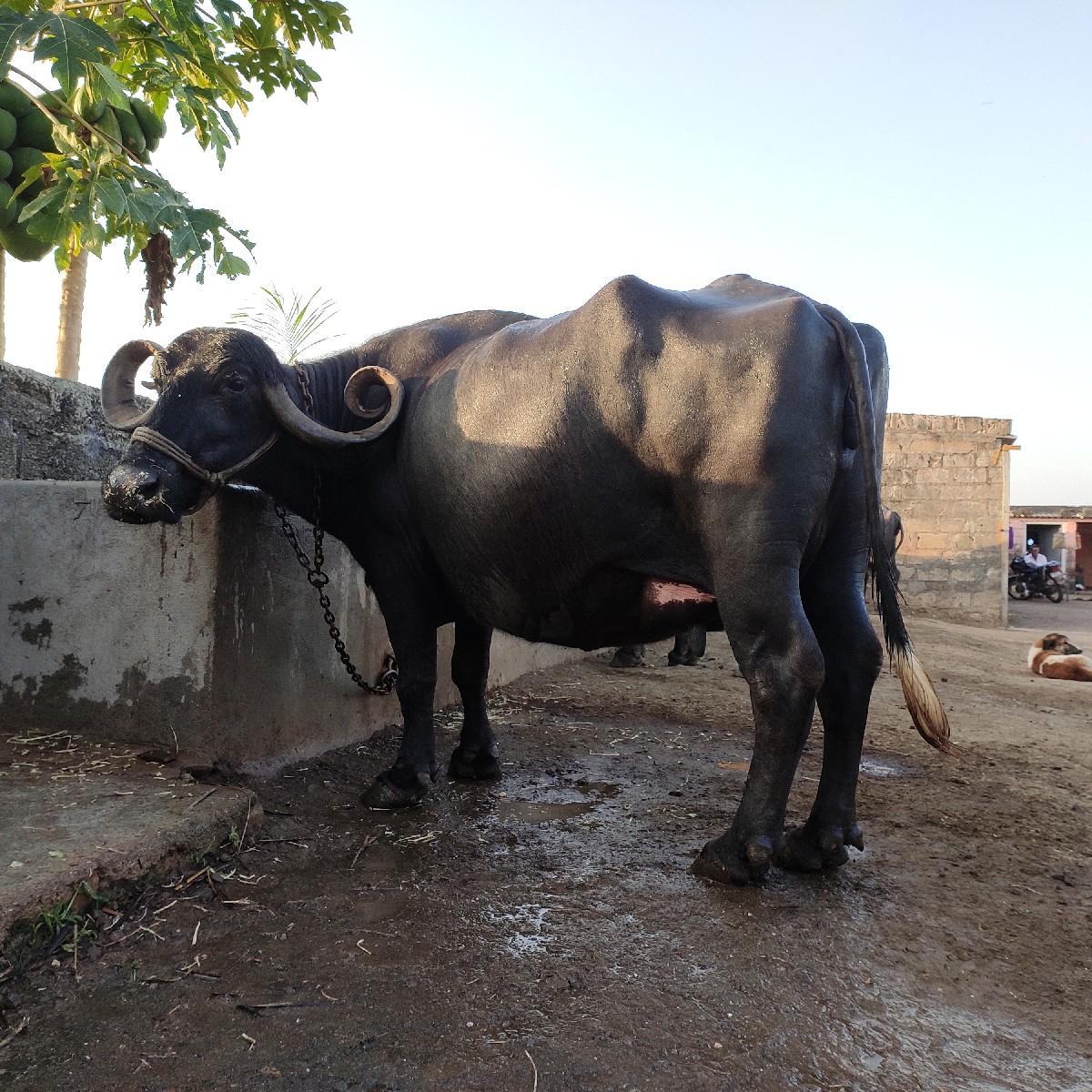 થંબનેલ 3