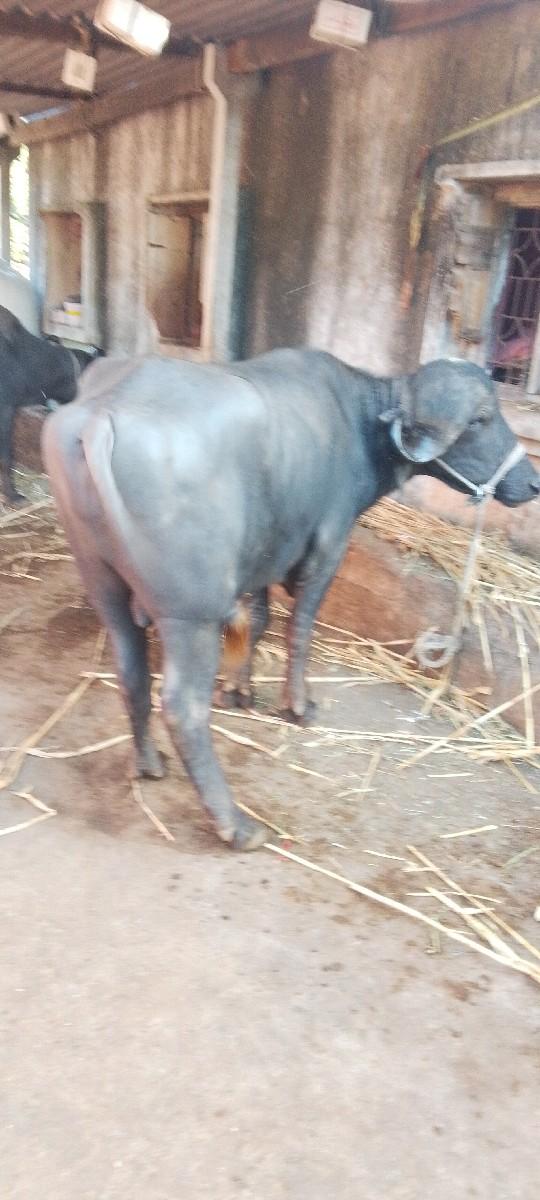 થંબનેલ 3