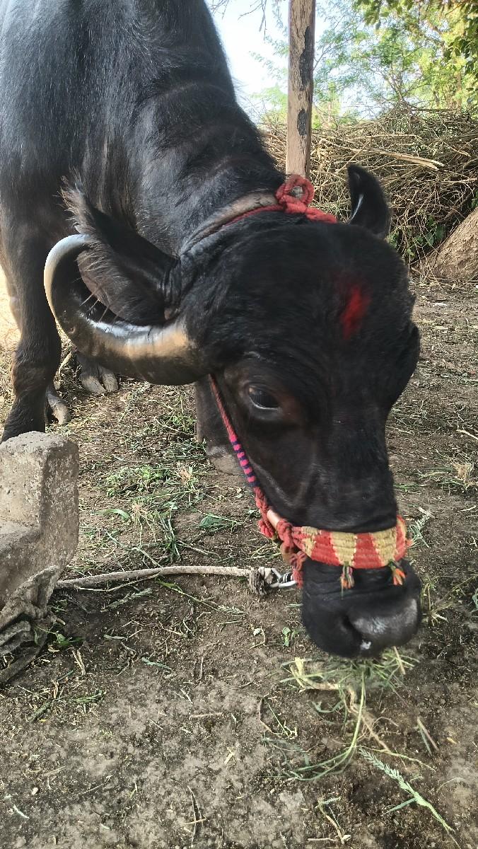 થંબનેલ 2