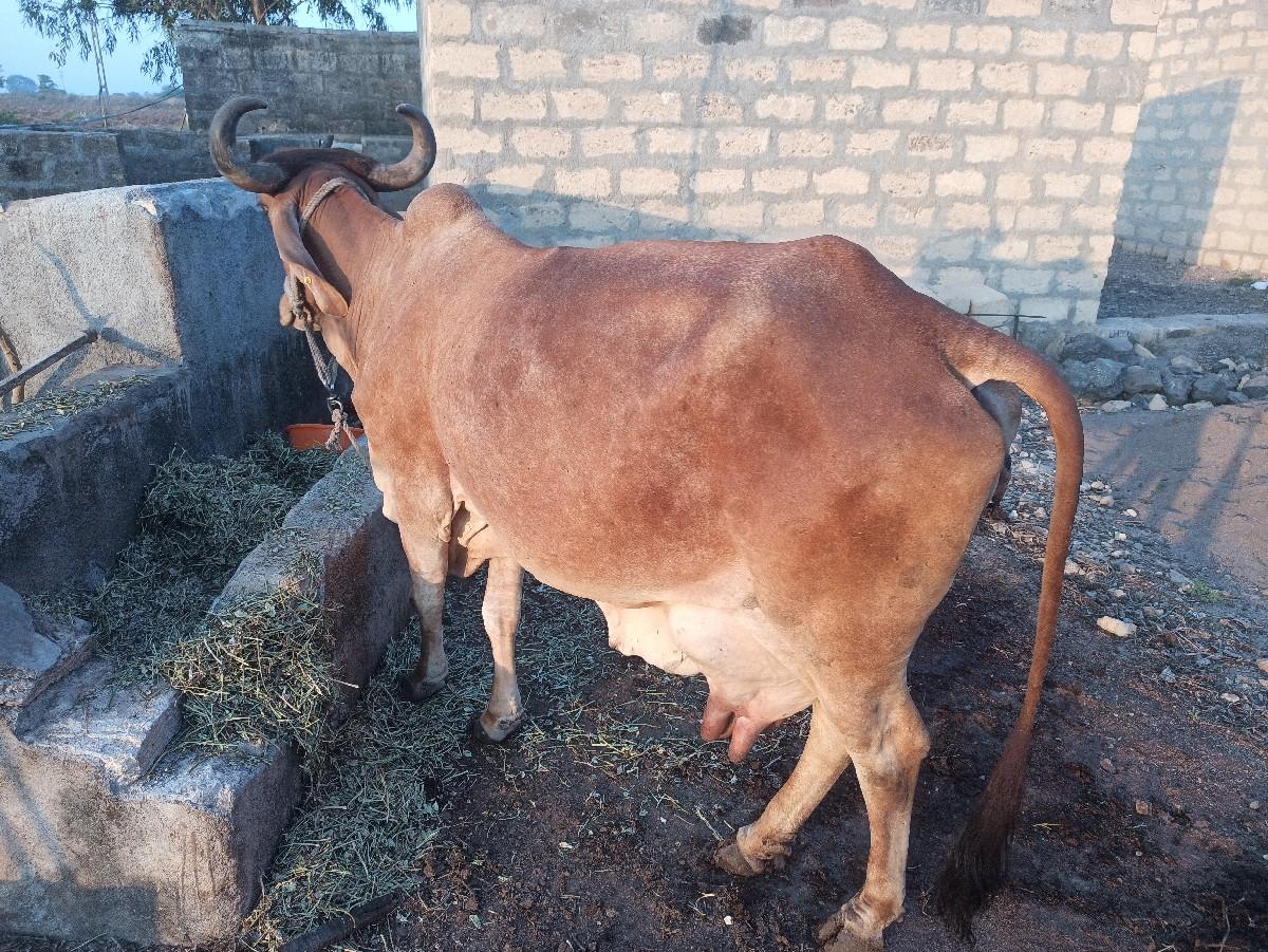 થંબનેલ 2