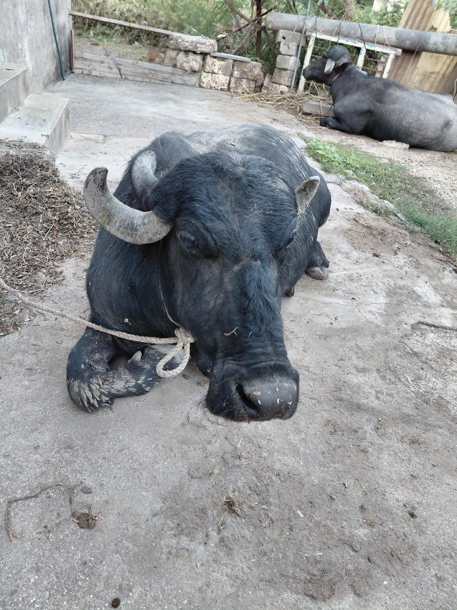 ભેંસ વેચવાની છે