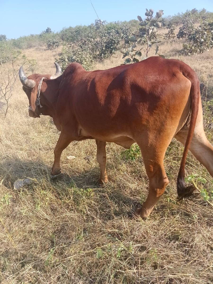 ગોધલા બેસવાના સે
