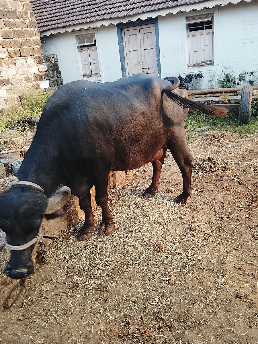 ભેંસ વેચવાની છે પેલુવેતર છે