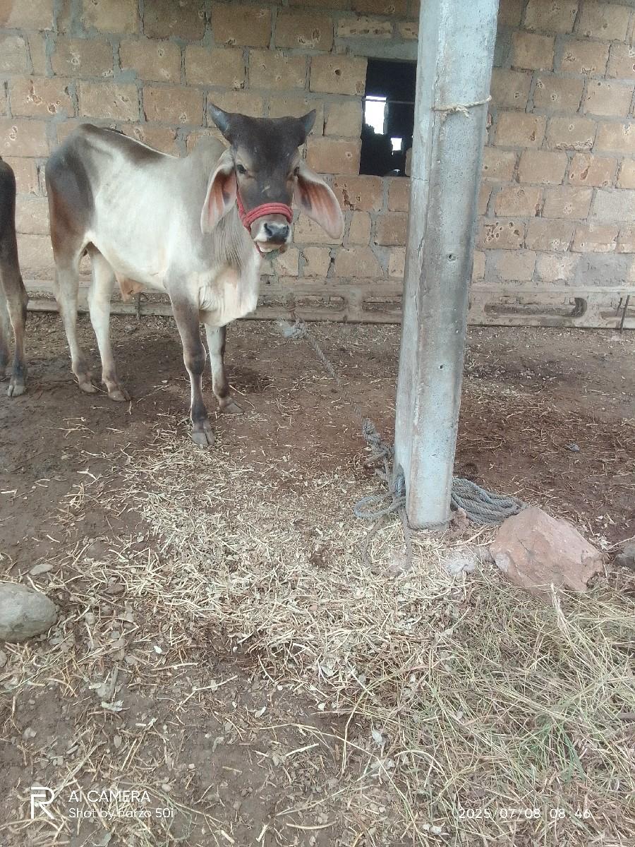 થંબનેલ 3