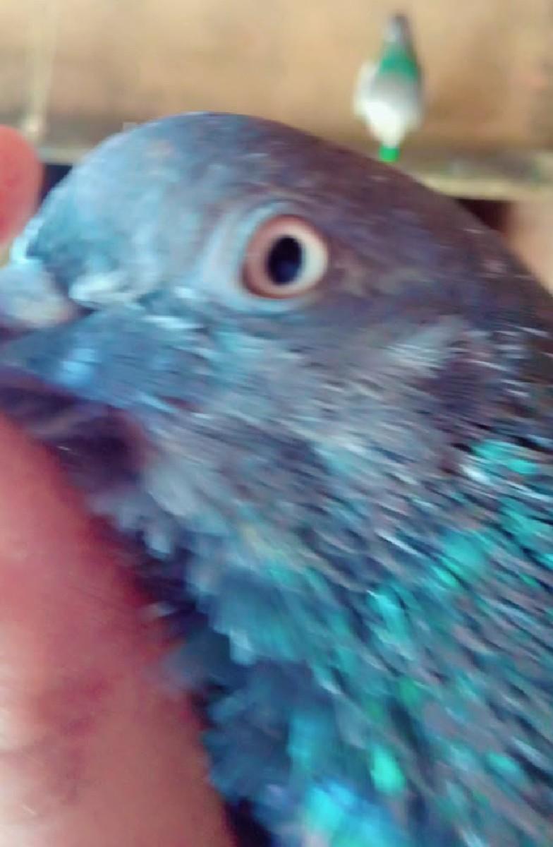 થંબનેલ 3