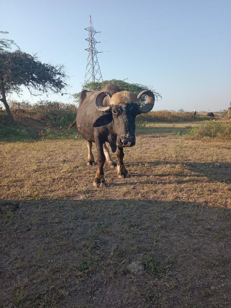 ભેંસ વેચવાની3જુવેતર
