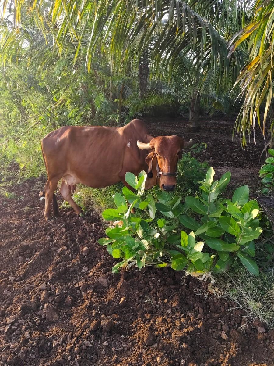 gay vesVani se tiju vetar