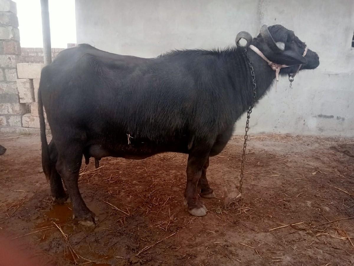 થંબનેલ 2