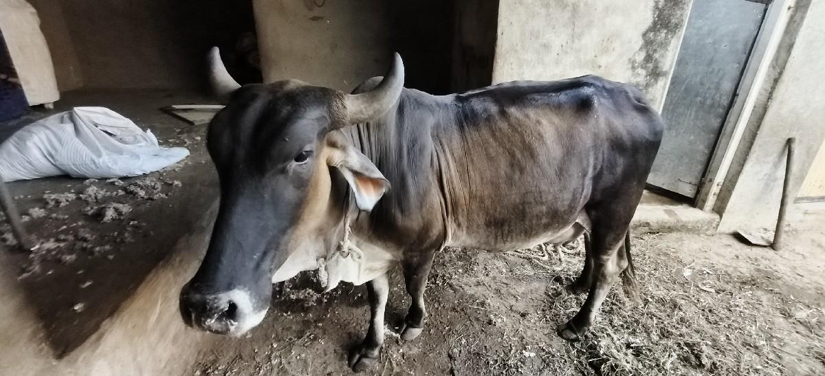 થંબનેલ 3