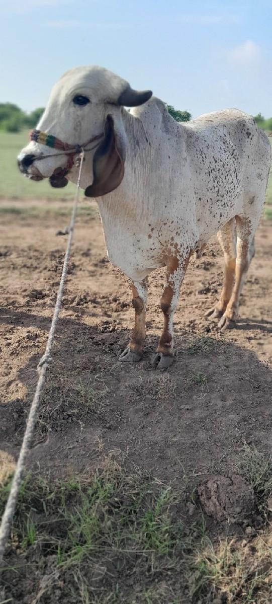 થંબનેલ 3