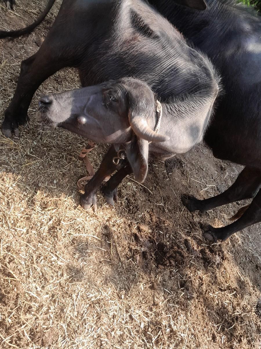 થંબનેલ 2