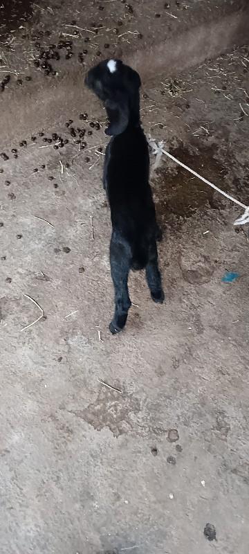 એક બકરી તેના બે બચ્ચા