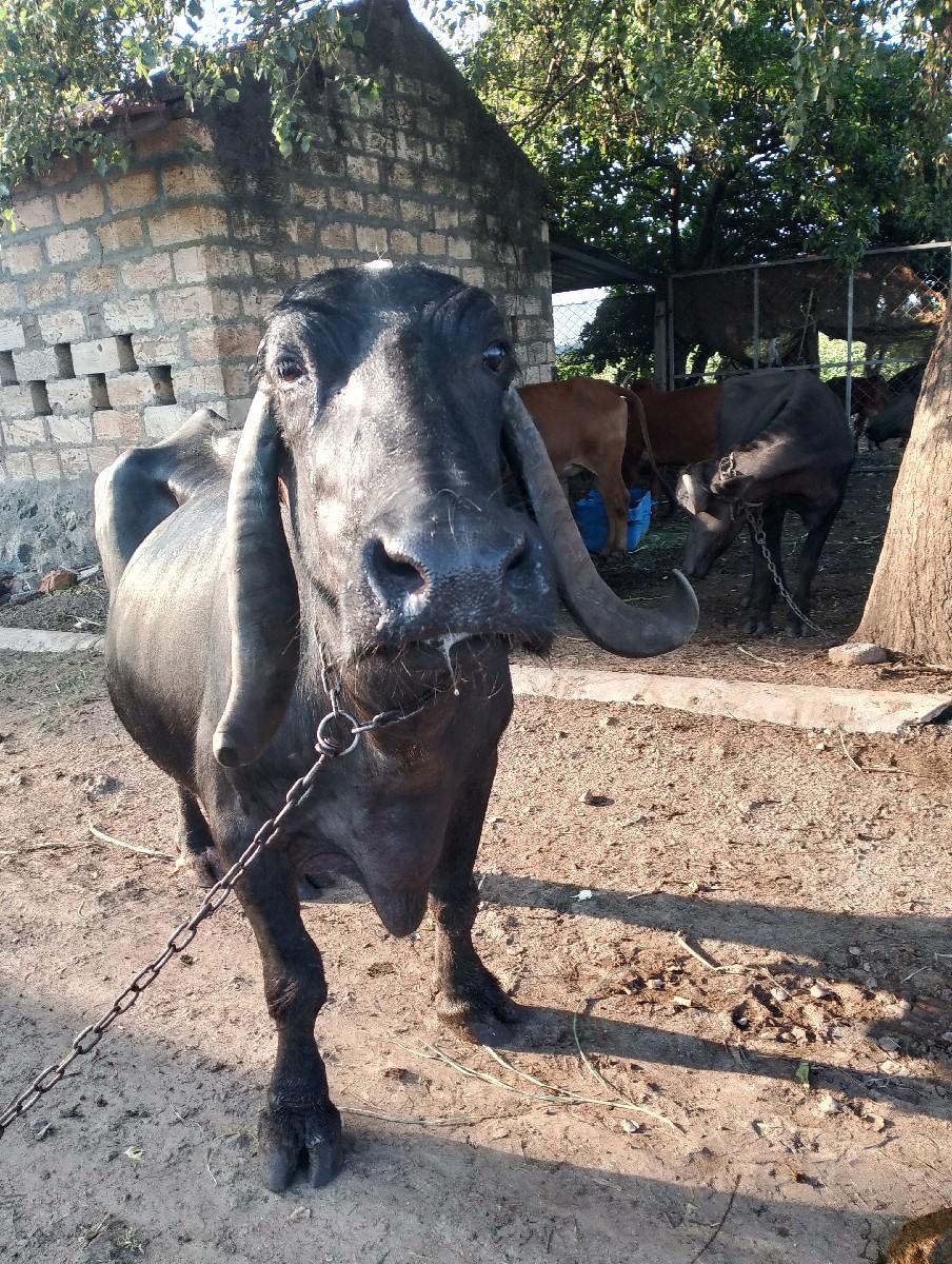 થંબનેલ 2