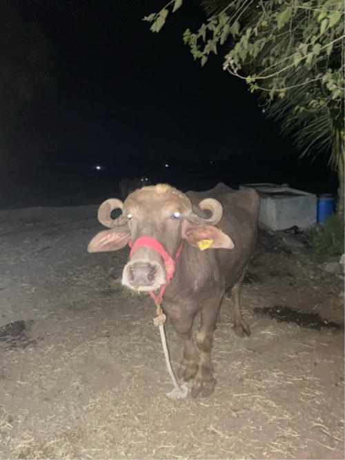 Bhuri bhes vechvani che