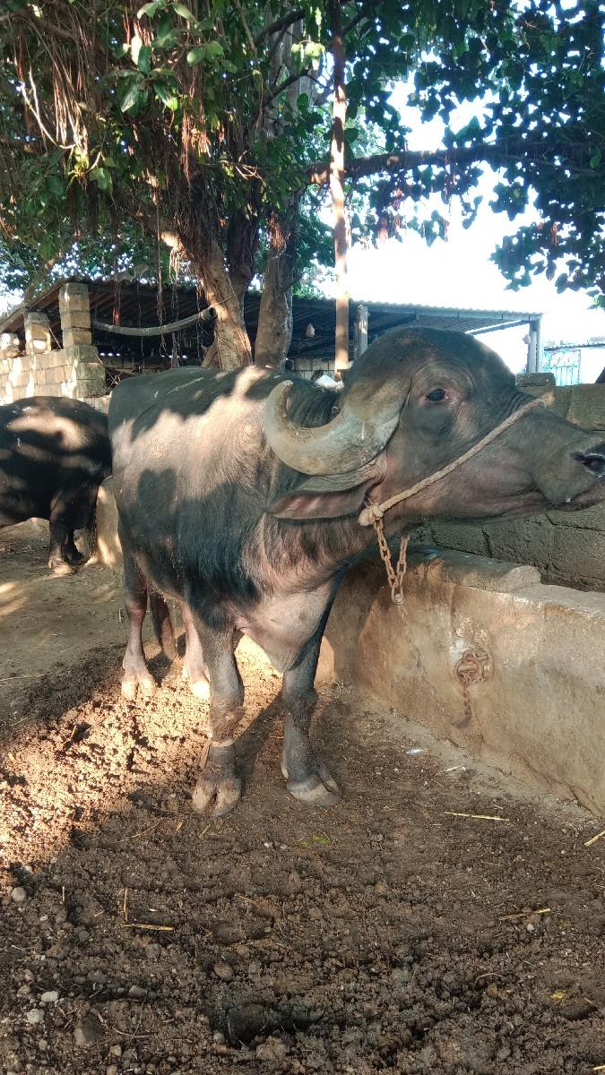 થંબનેલ 2