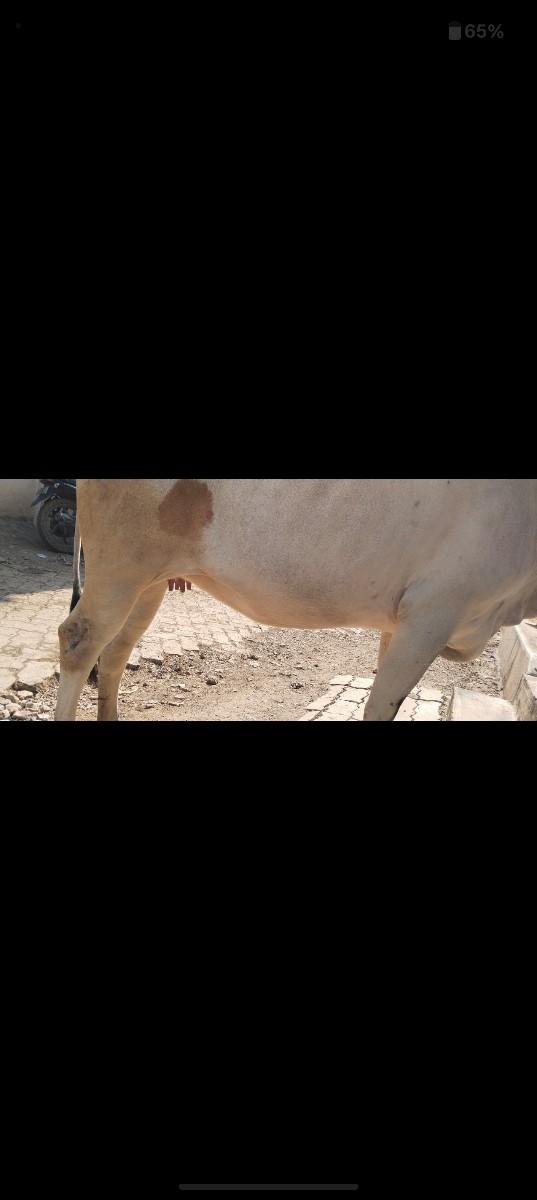 થંબનેલ 3