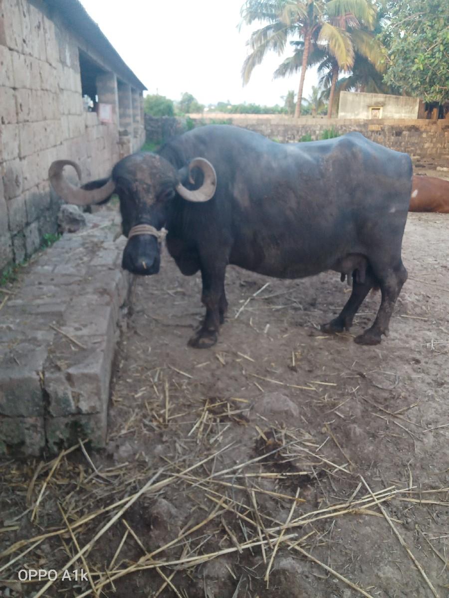 થંબનેલ 3