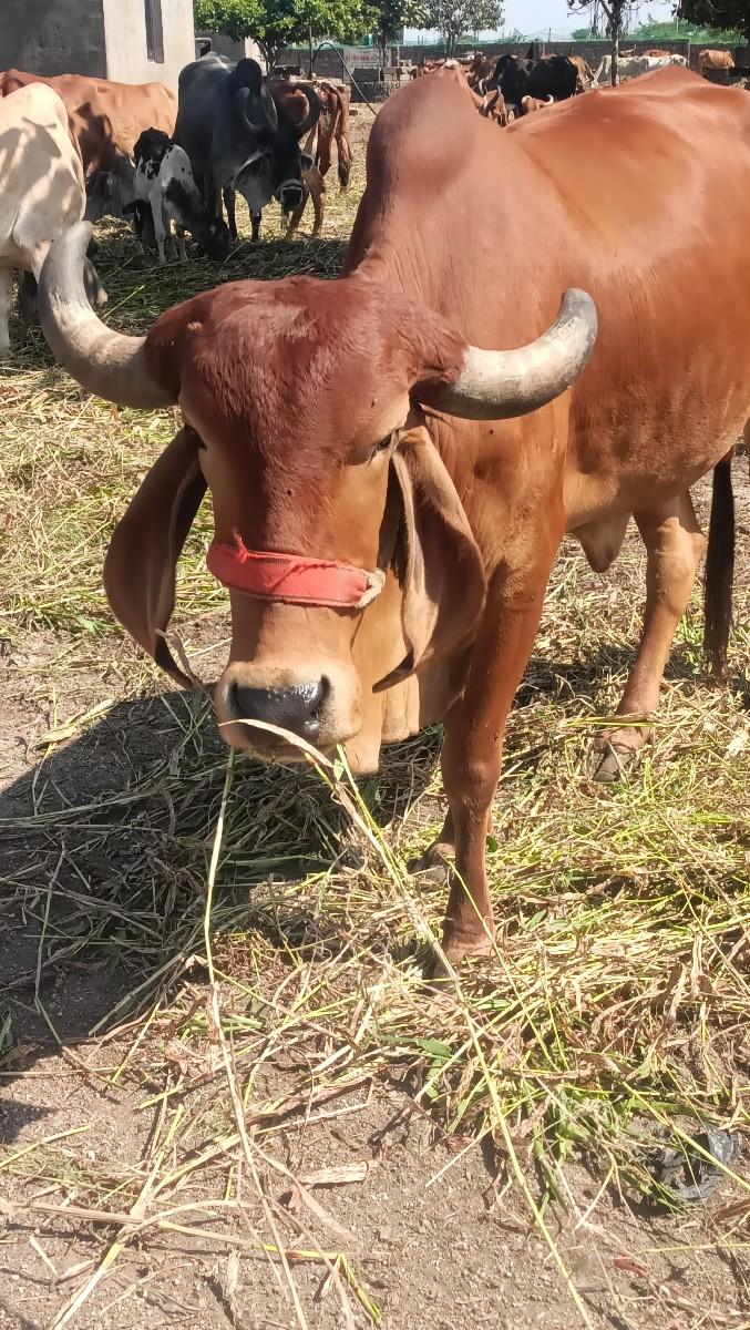 થંબનેલ 4