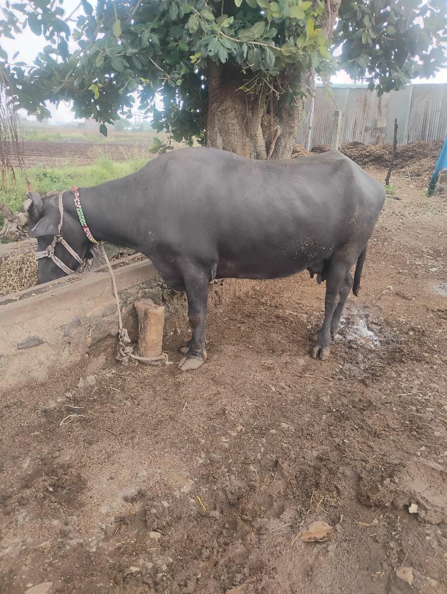 થંબનેલ 2