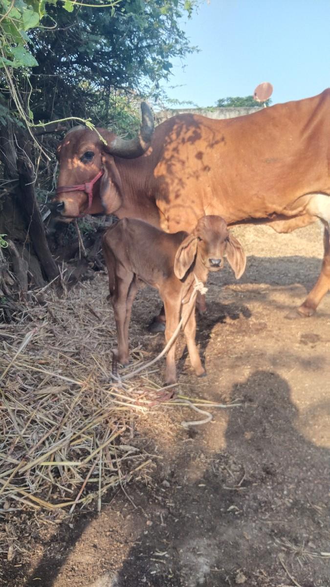 ગાય વેચવાની છે