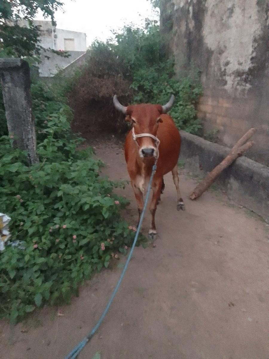 થંબનેલ 2