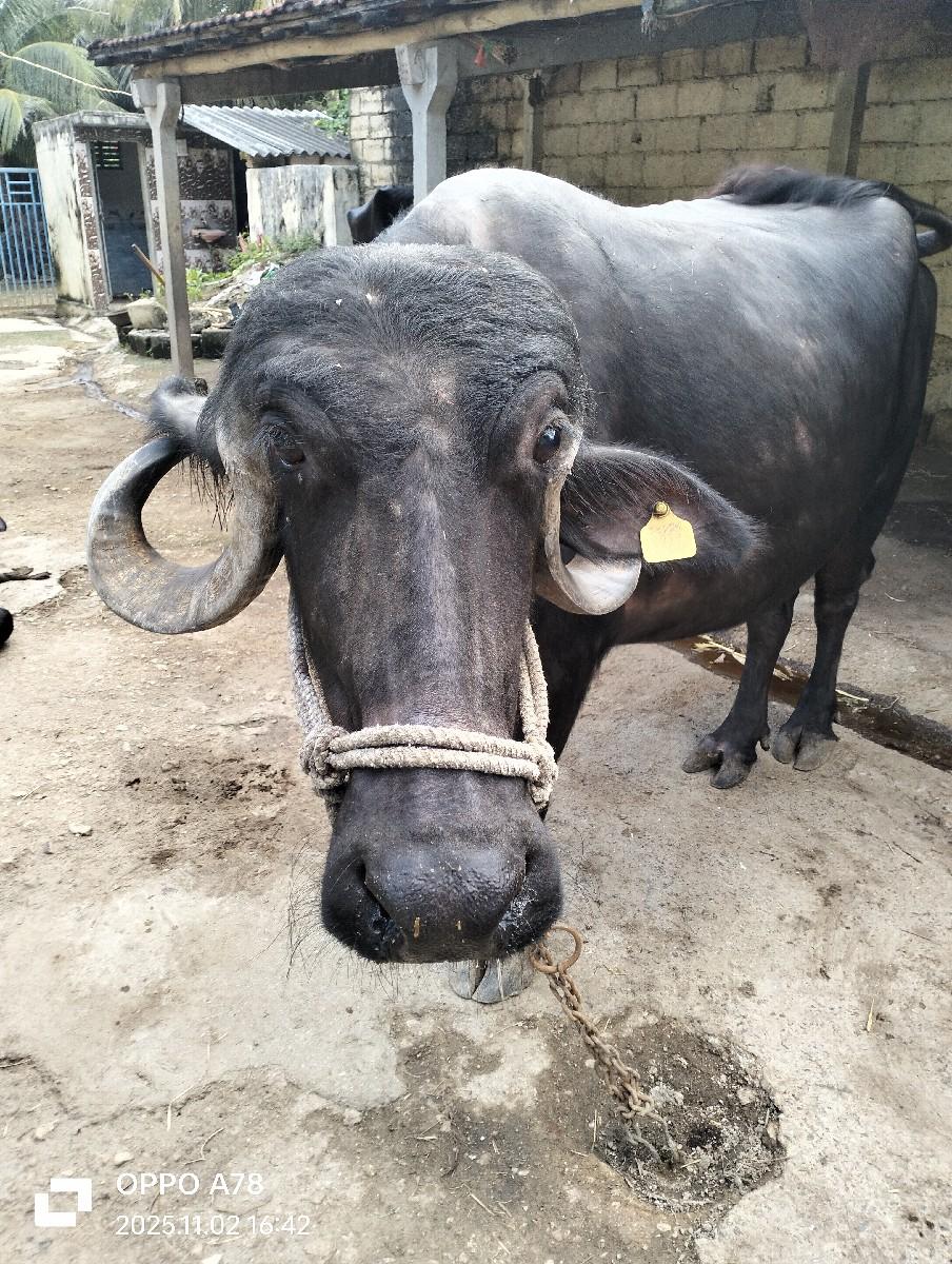 થંબનેલ 3