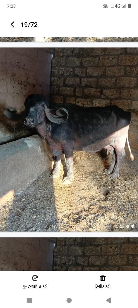 ભેંશ  એક ખડાય એક પાડો