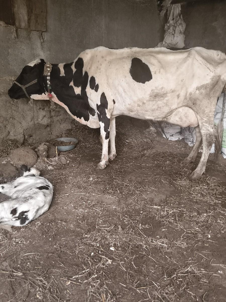 એસબ ગાય વેચવાની છે