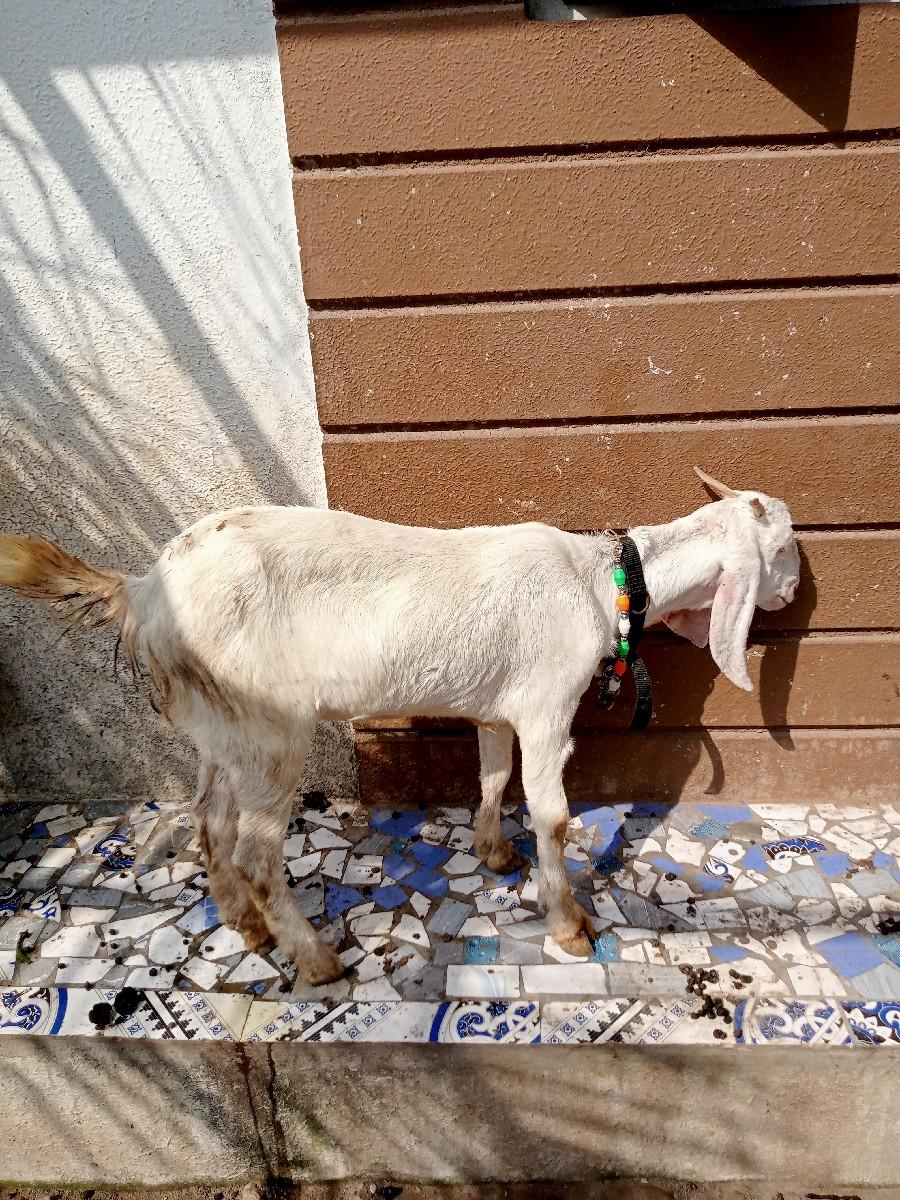 થંબનેલ 2